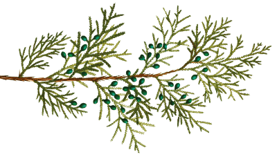 juniper bough illustration