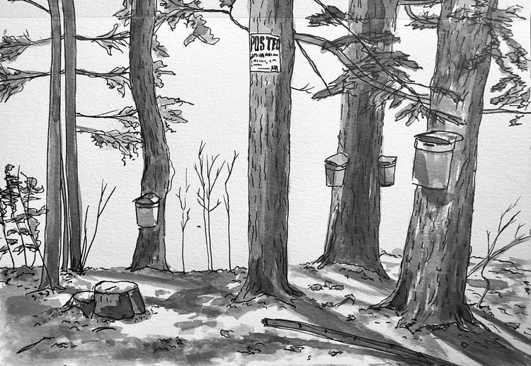 late spring sap buckets