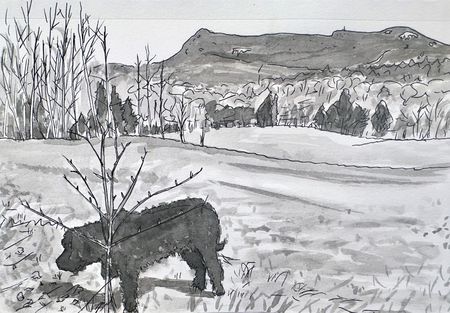 New Pup Mt Mansfield