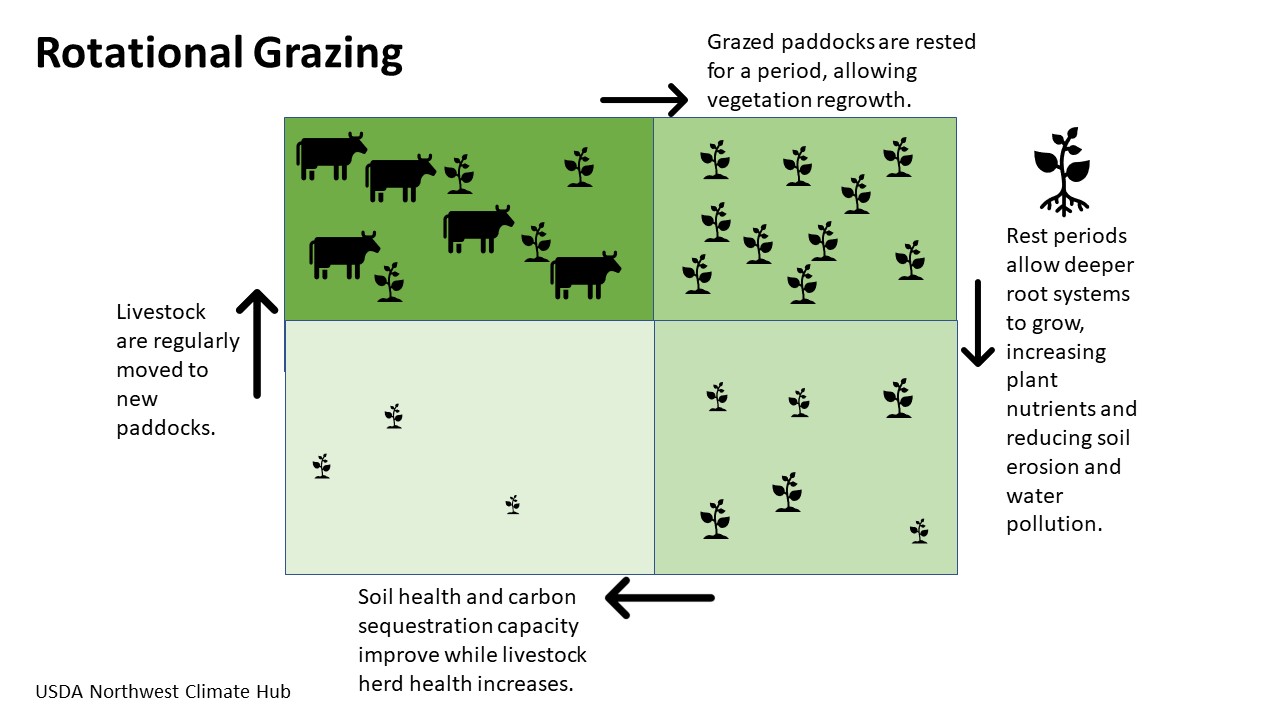 Diagram of roughly four quadrants with a coop in the middle