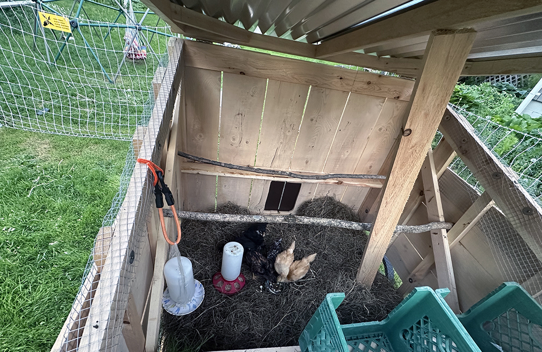 Inside the coop from the top roof opened