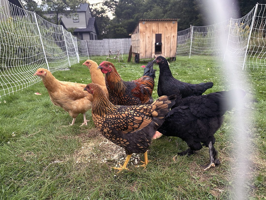 6 chickens almost at adult size: two golden, two black, and two hybrid of each.