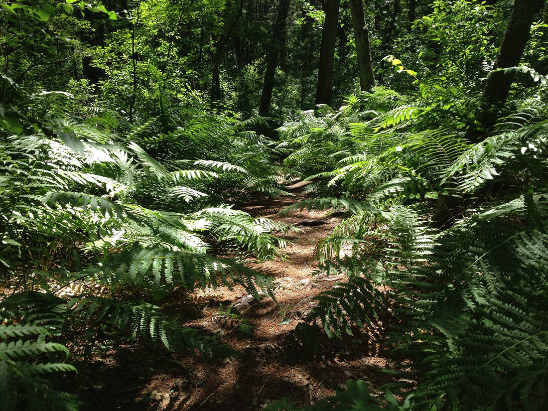 walking path in the woods lined with lush tall green ferns