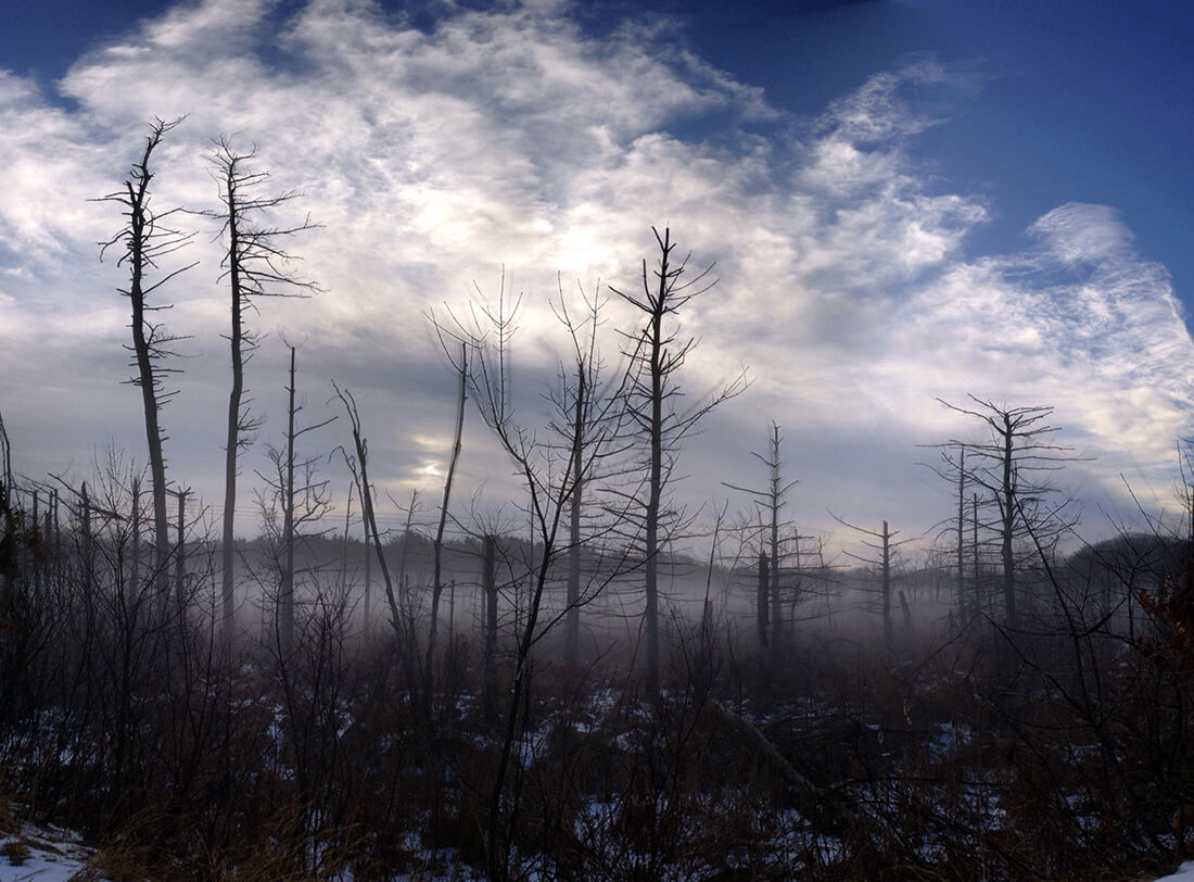 A low mist covering sillhouetted dead stags behind a clouded blue sky