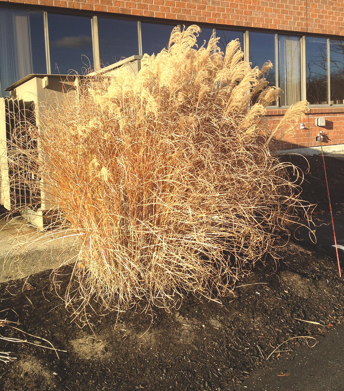 A large clump of grasses hiding an HVAC unit in an office park in the fall