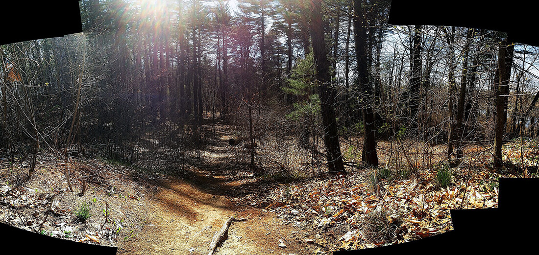 panoramic fisheye effect on a spring-brown tree-filled forest path