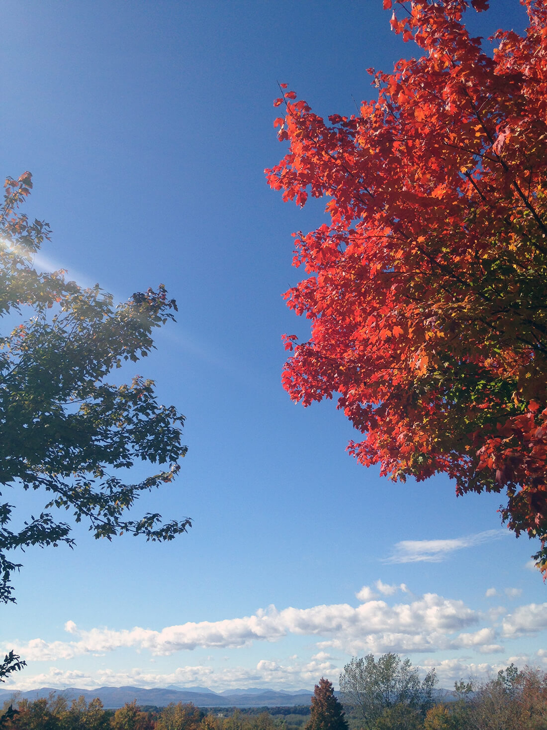 the Adirondack Mountains from afar with a bright orange foliage maple in the foreground