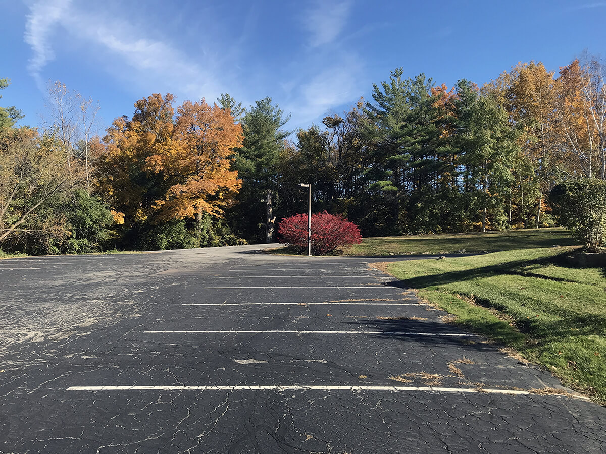 Two leaved plants in the distance are tuning fall colors while others are green, pavement in foreground.