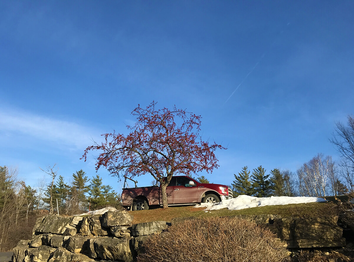  a photo of a red truck and red tree from a low angle with the sky in the background