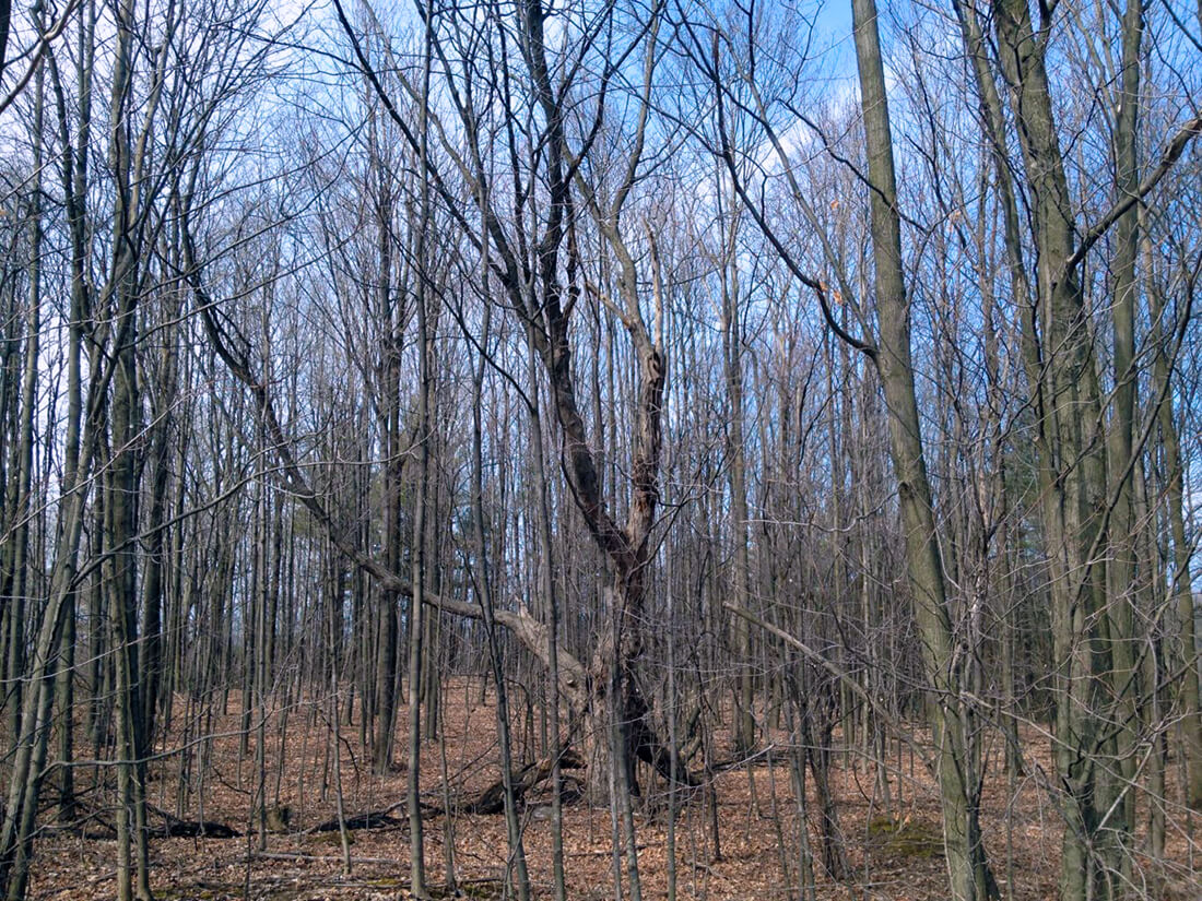  a large sprawling tree in the middle of a young forest