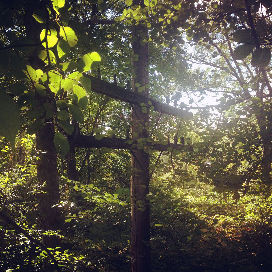 A forest grown in around a short electric post