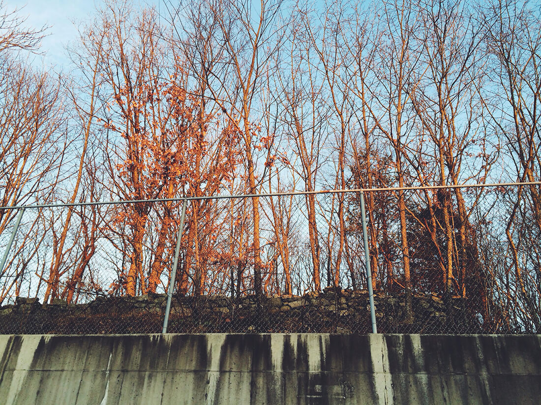  Young forest behind a parking lot fence