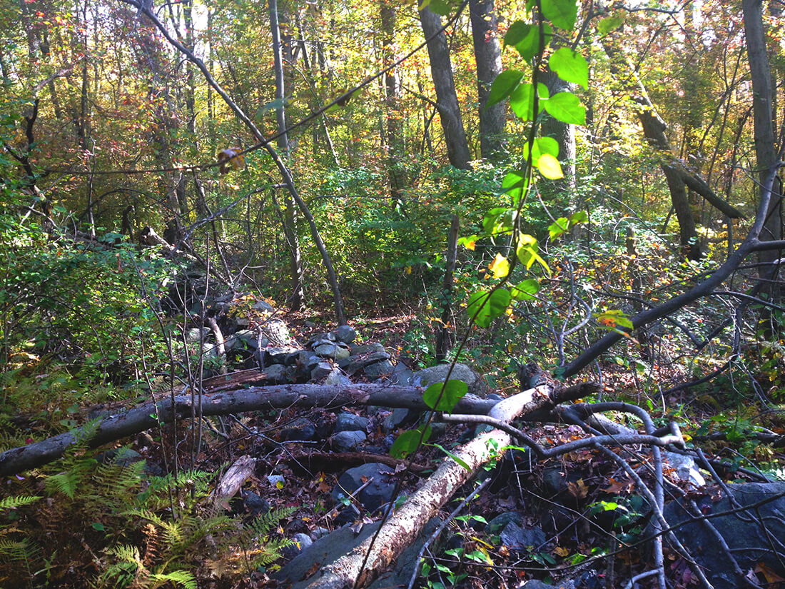 A stone wall with 20 year old trees growing up around it