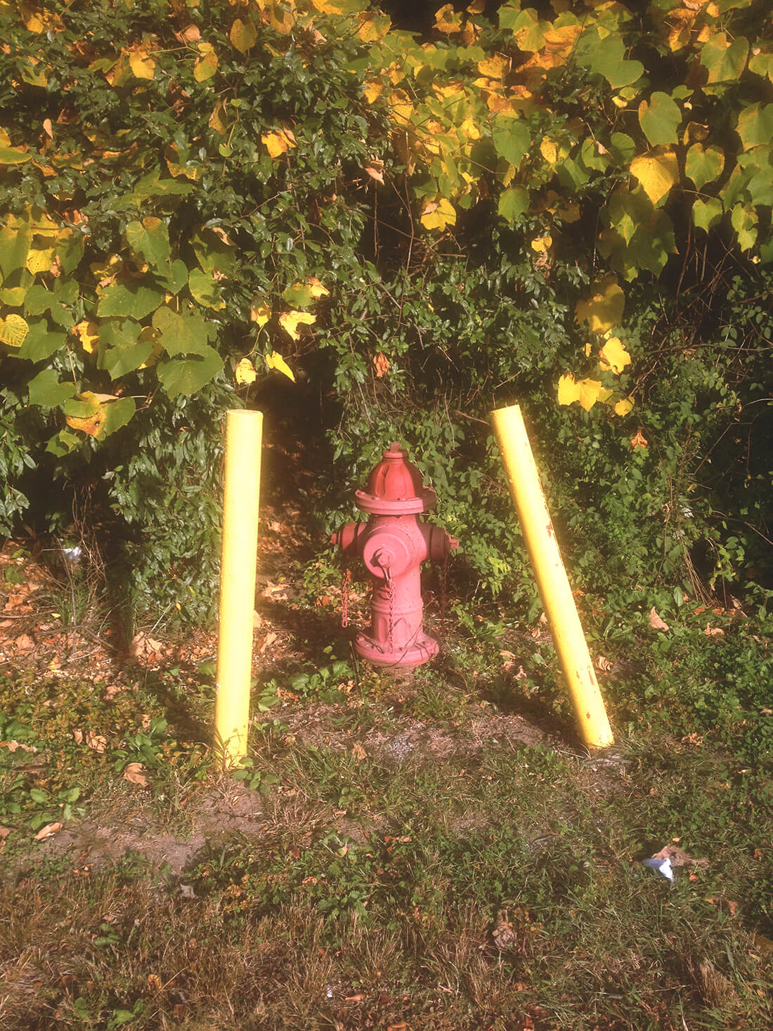 Two yellow posts protecting a red fire hidrant surrounded by yellowing leaves.