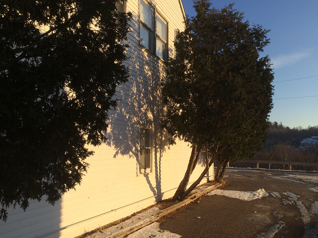  Golden hour shadows from a cedar tree next to a residential/office building