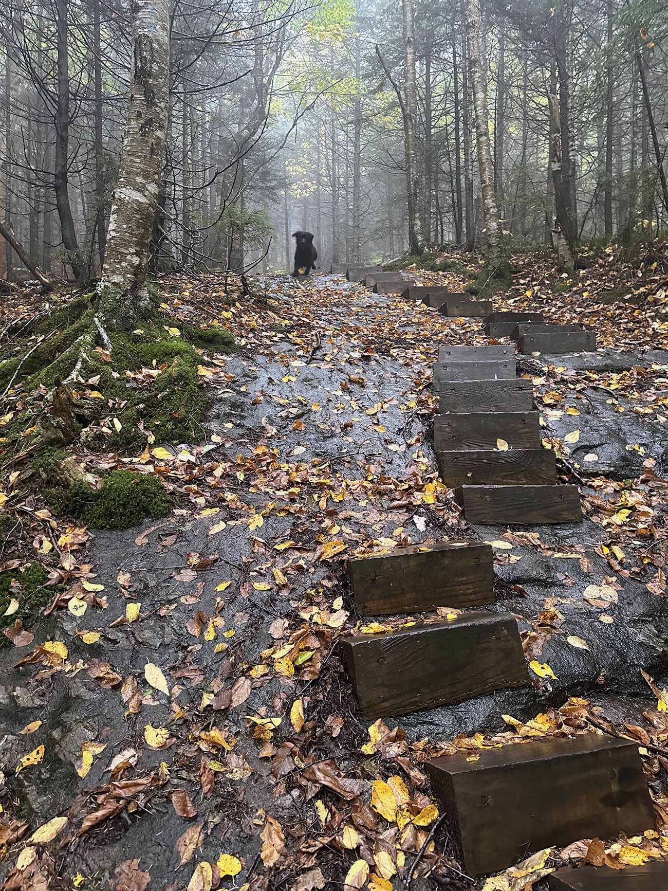 Dog ready to bound downwards onto wooden stairs fastened to wet a rock trail