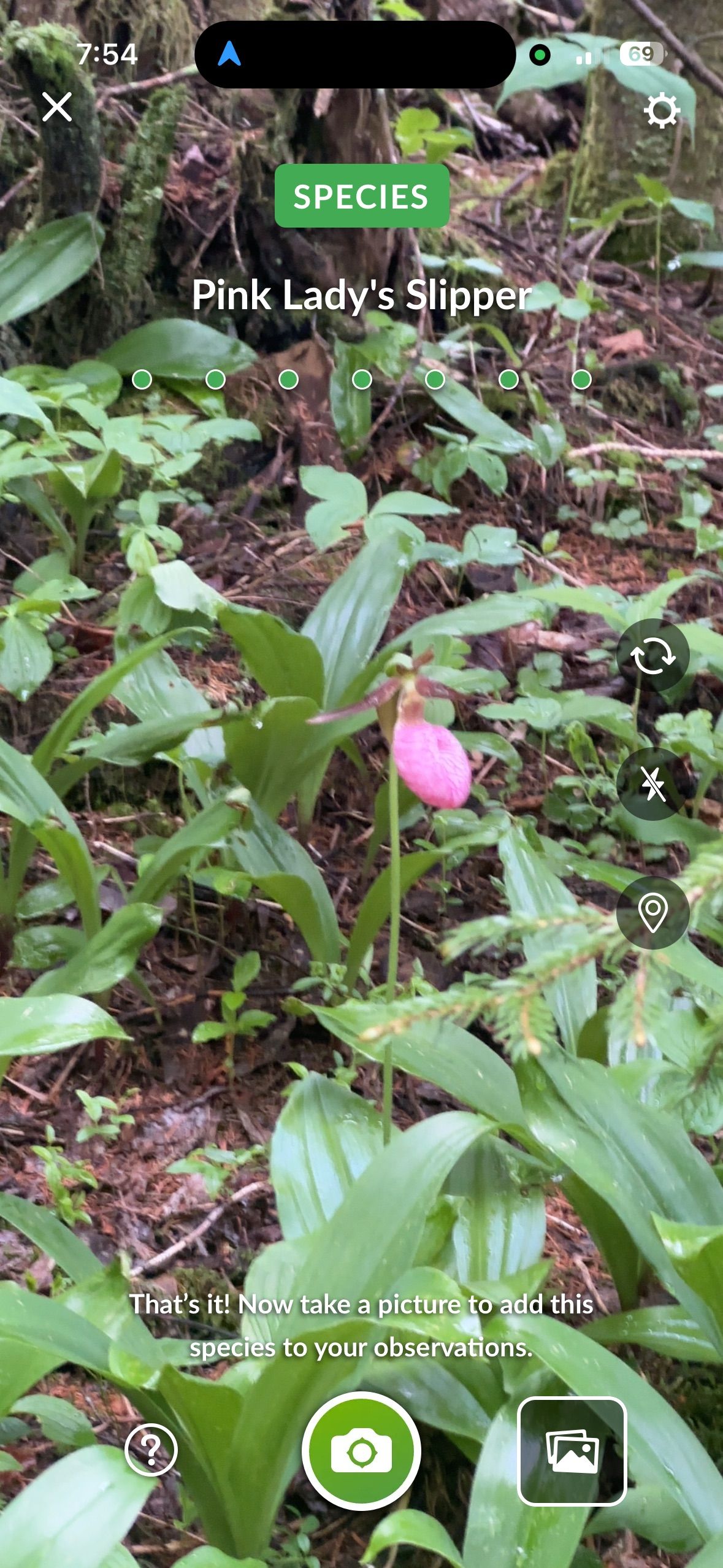 Pink lady's slipper orchid on the forest floor