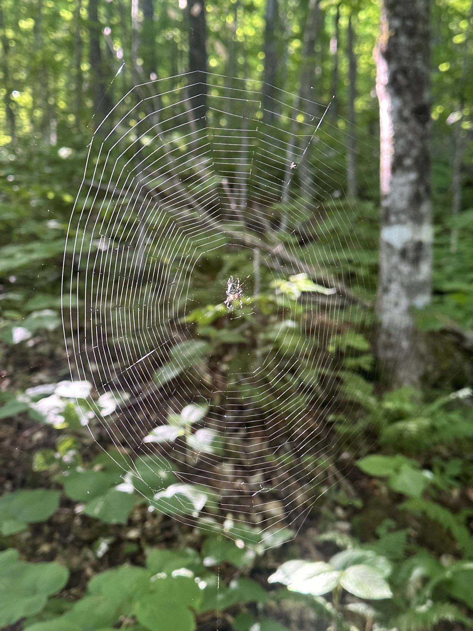 Hiking photo from 2026-06-13