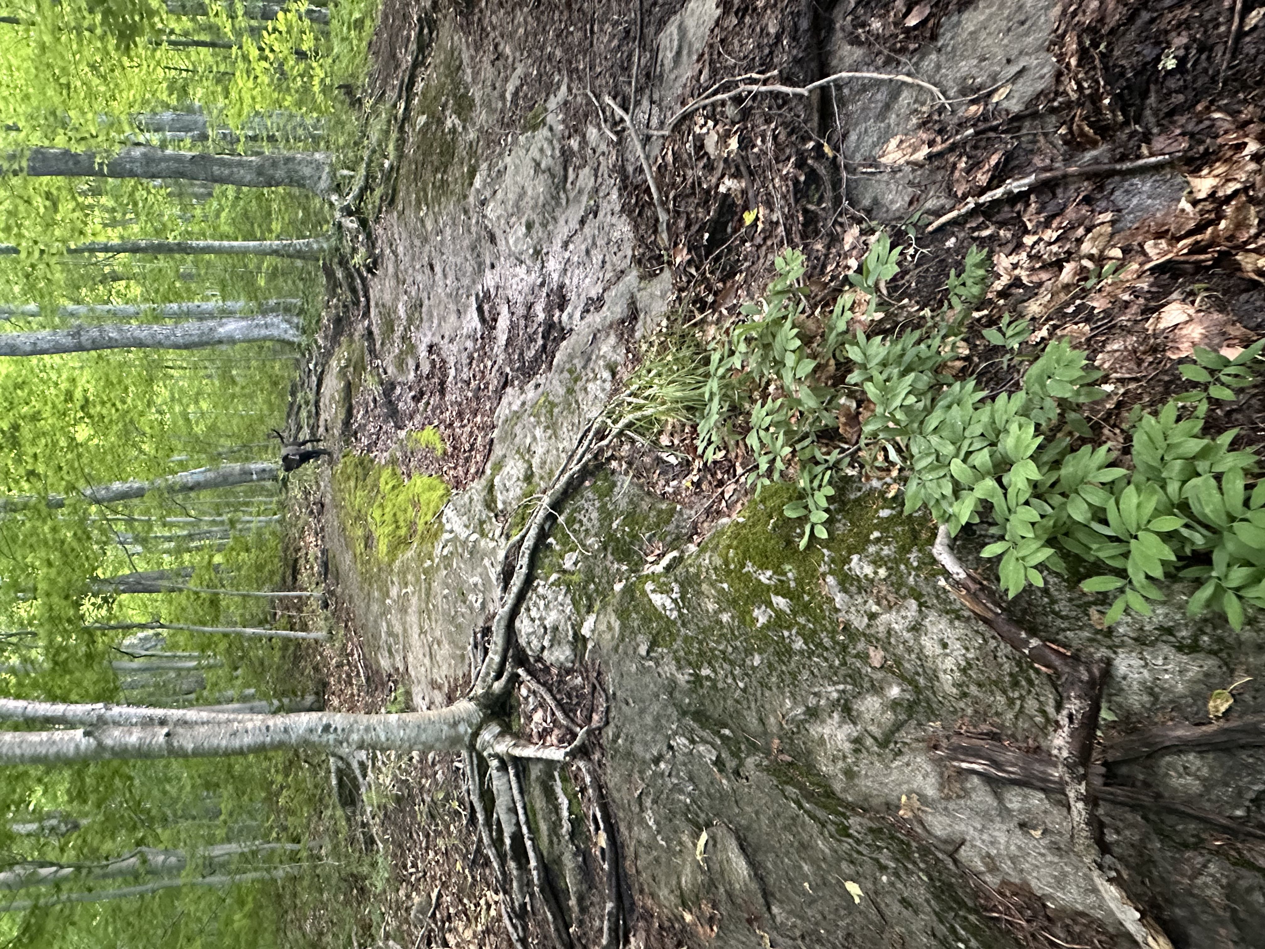 Hiking photo from 2026-06-13