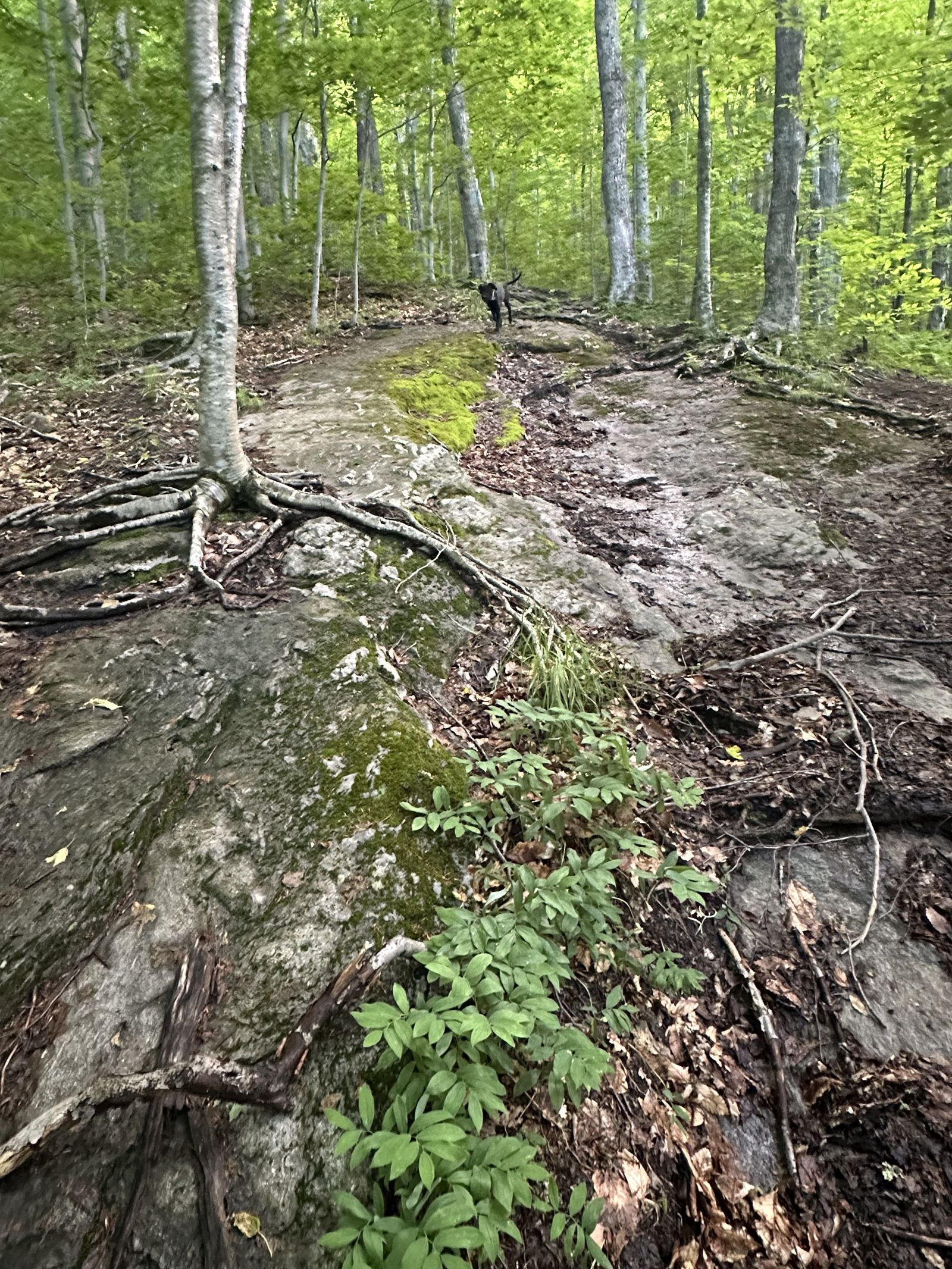 Hiking photo from 2026-06-13