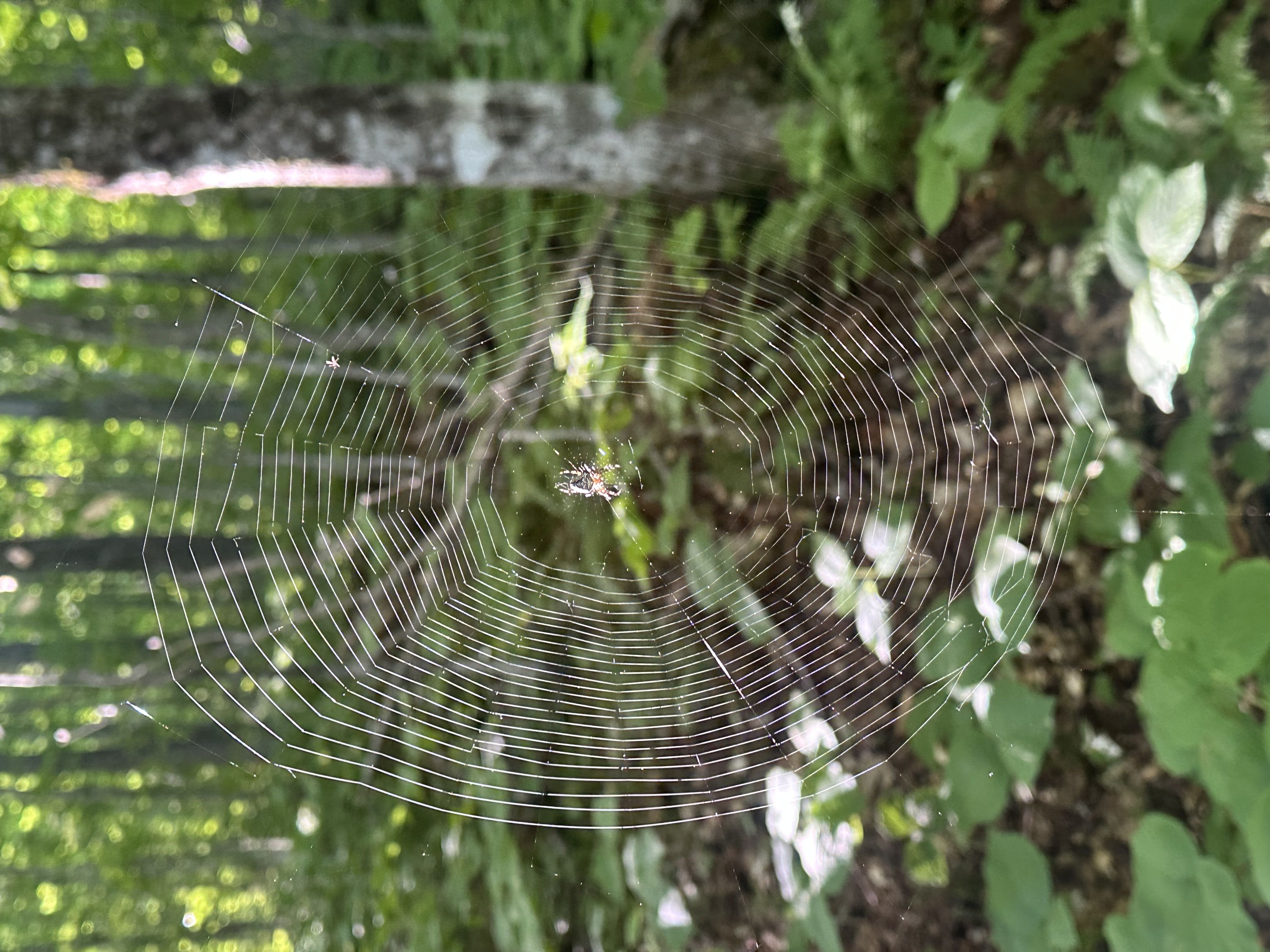 Hiking photo from 2026-06-13