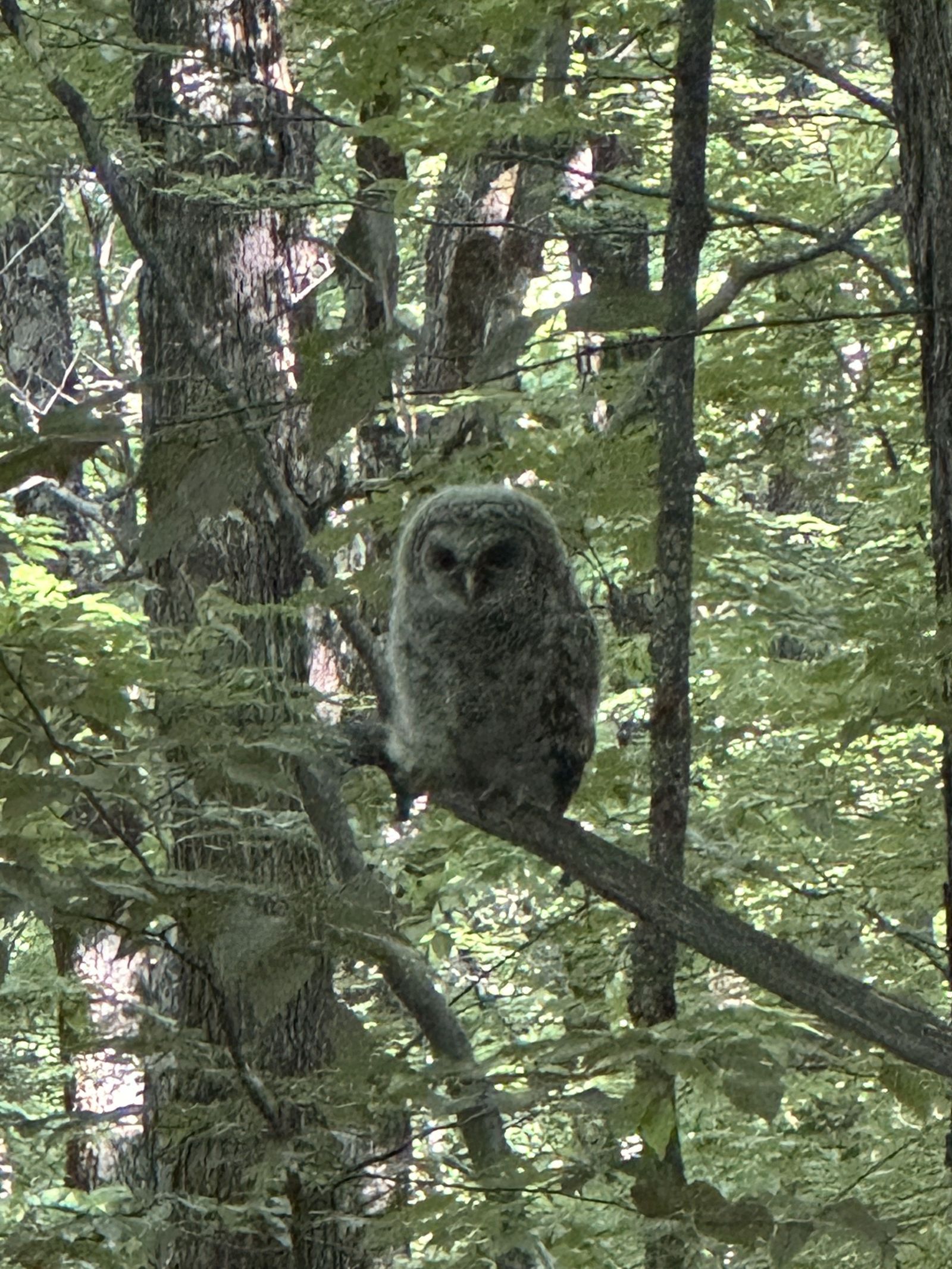 Juvenile barred owl on a branch
