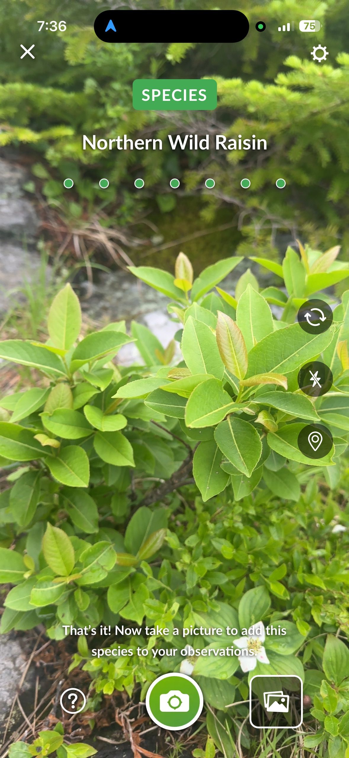 Wild raisin shrub along the trail