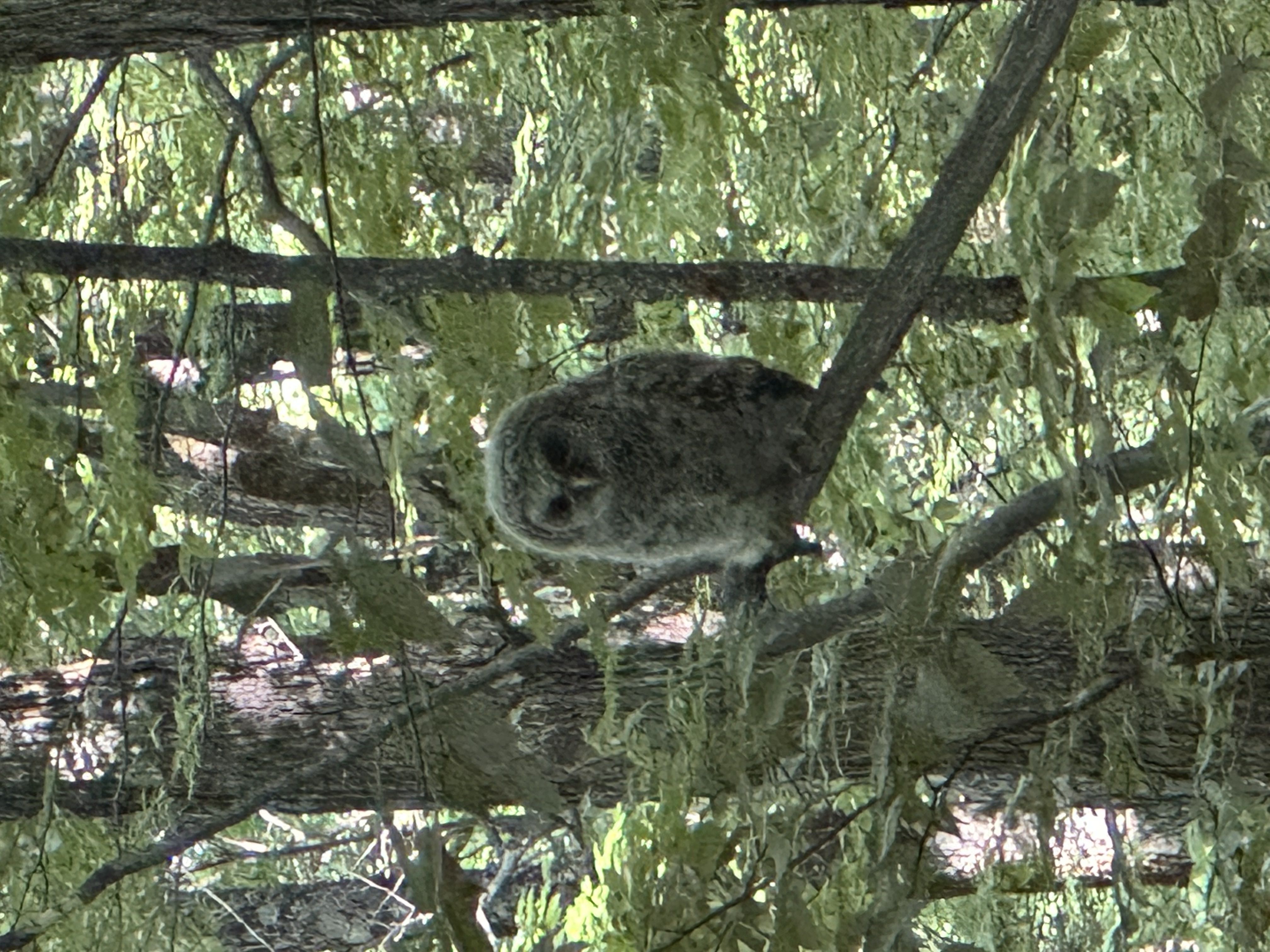 Juvenile barred owl on a branch