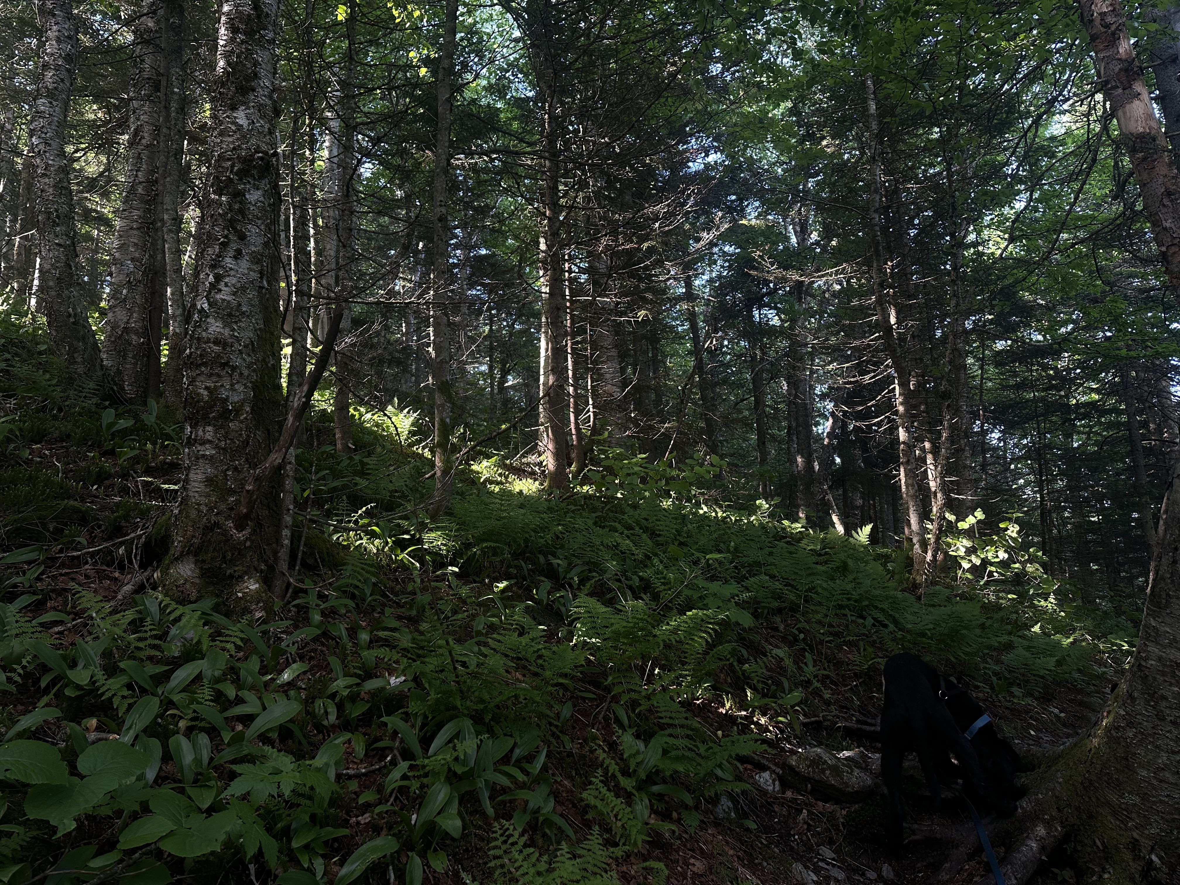 Hiking photo from 2026-06-13