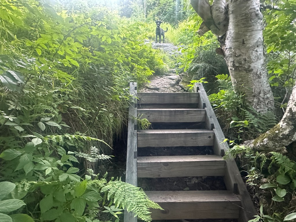 Wooden trail stairs emerging from lush summer foliage, dog waiting at the top