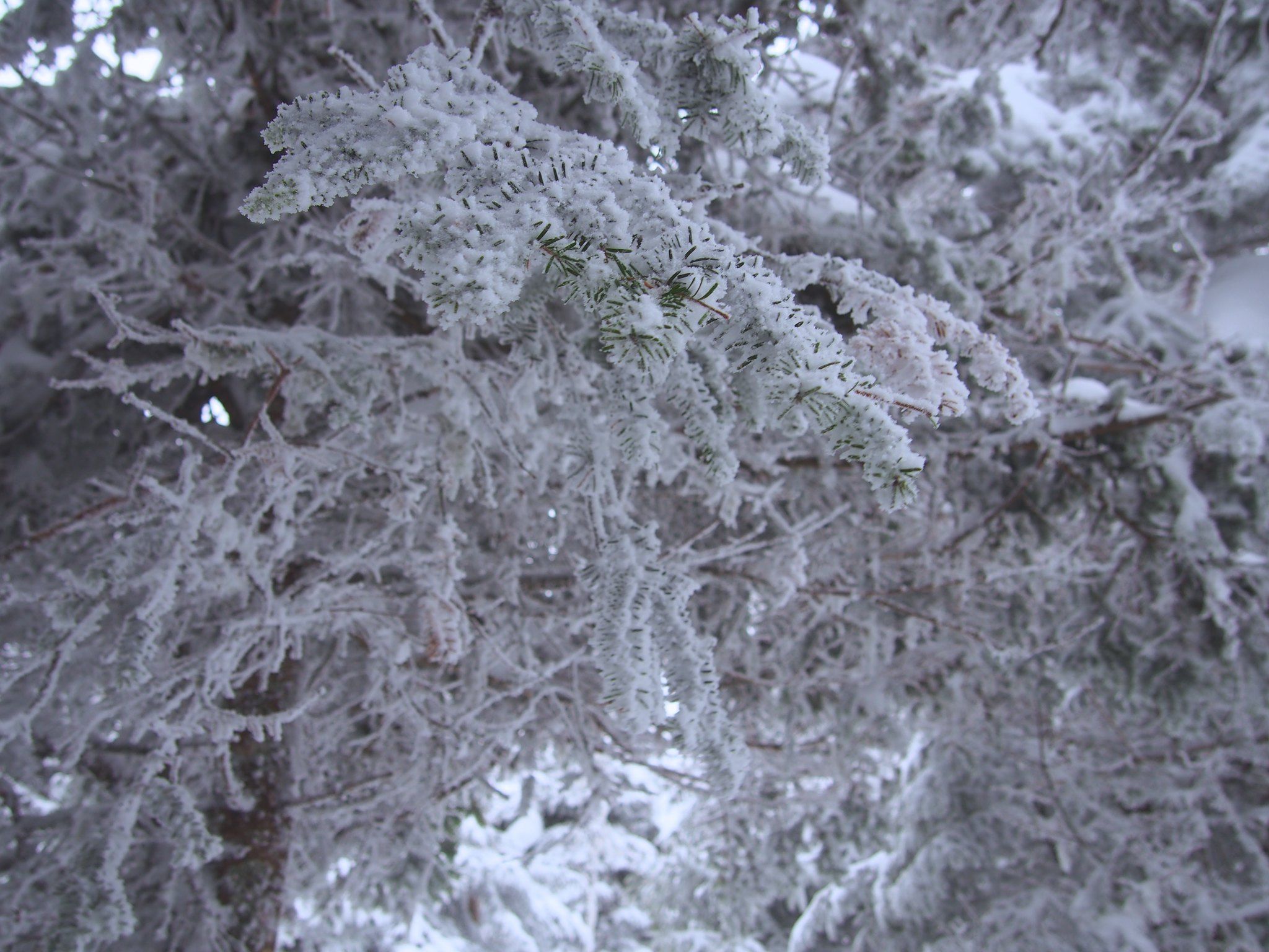 Detailed photo of pine branches and needles saturated in snow and ice