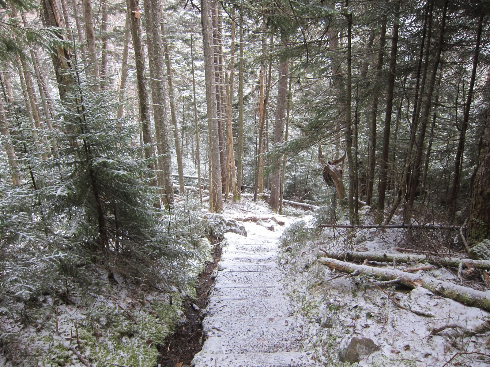 Mt. Willey hiking photo