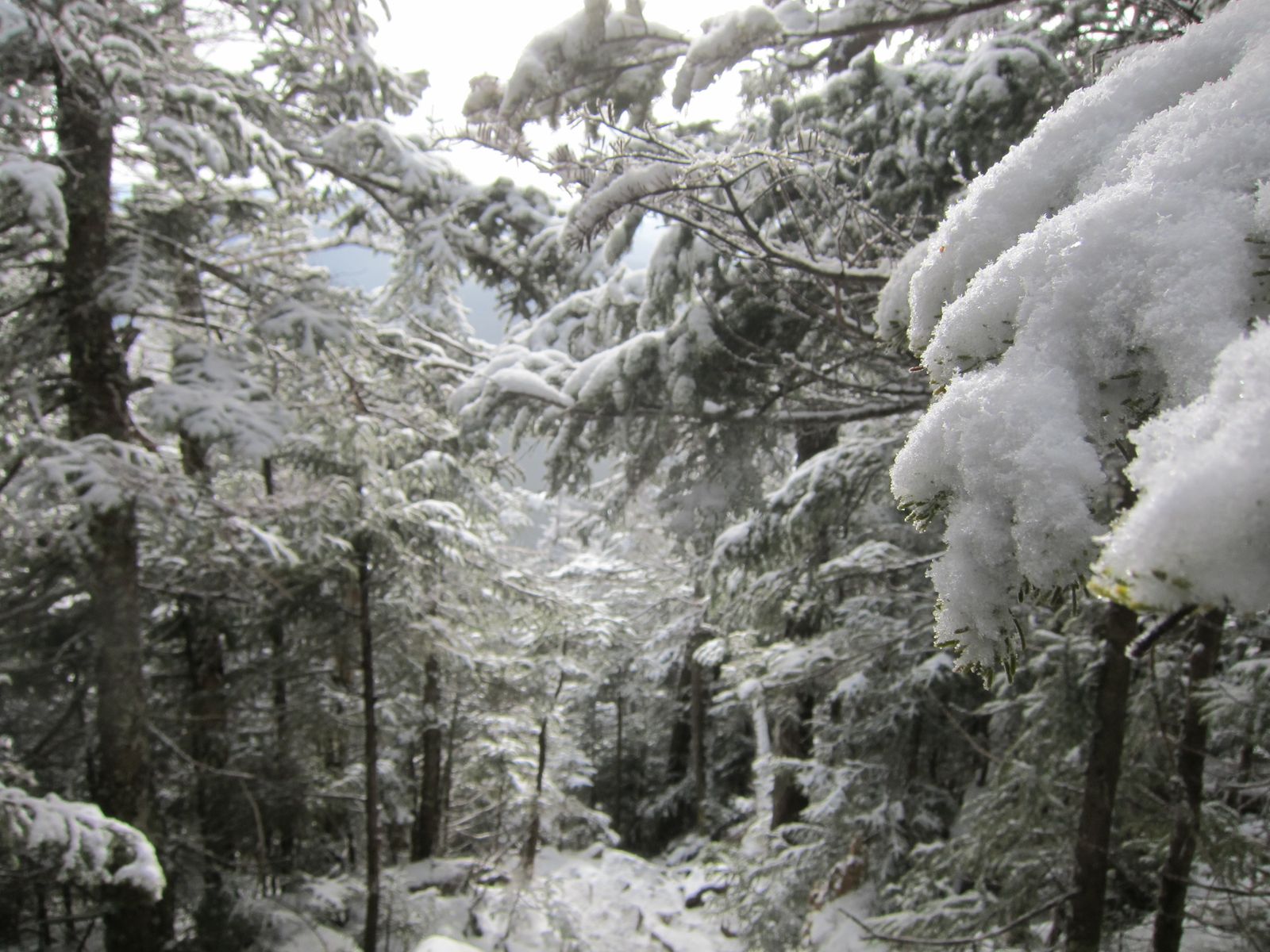 Mt. Willey hiking photo