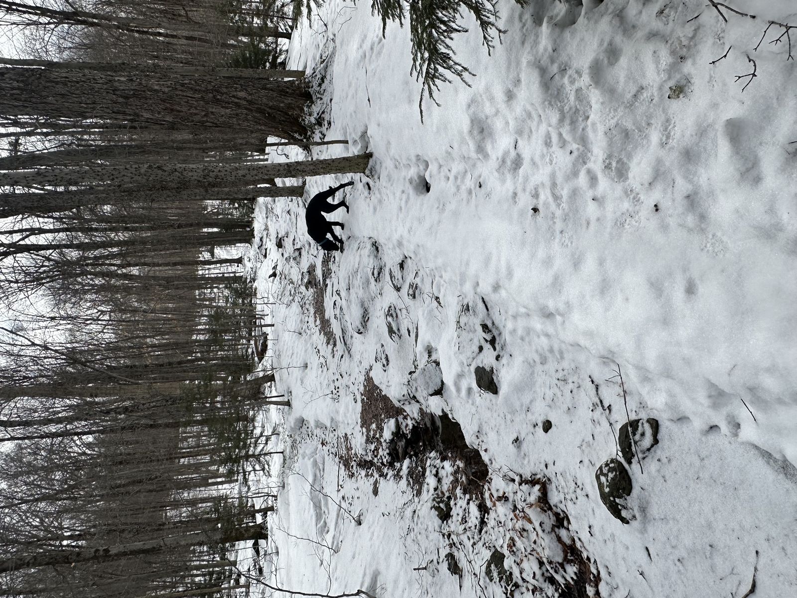 Raised ice trail with black dog sniffing around