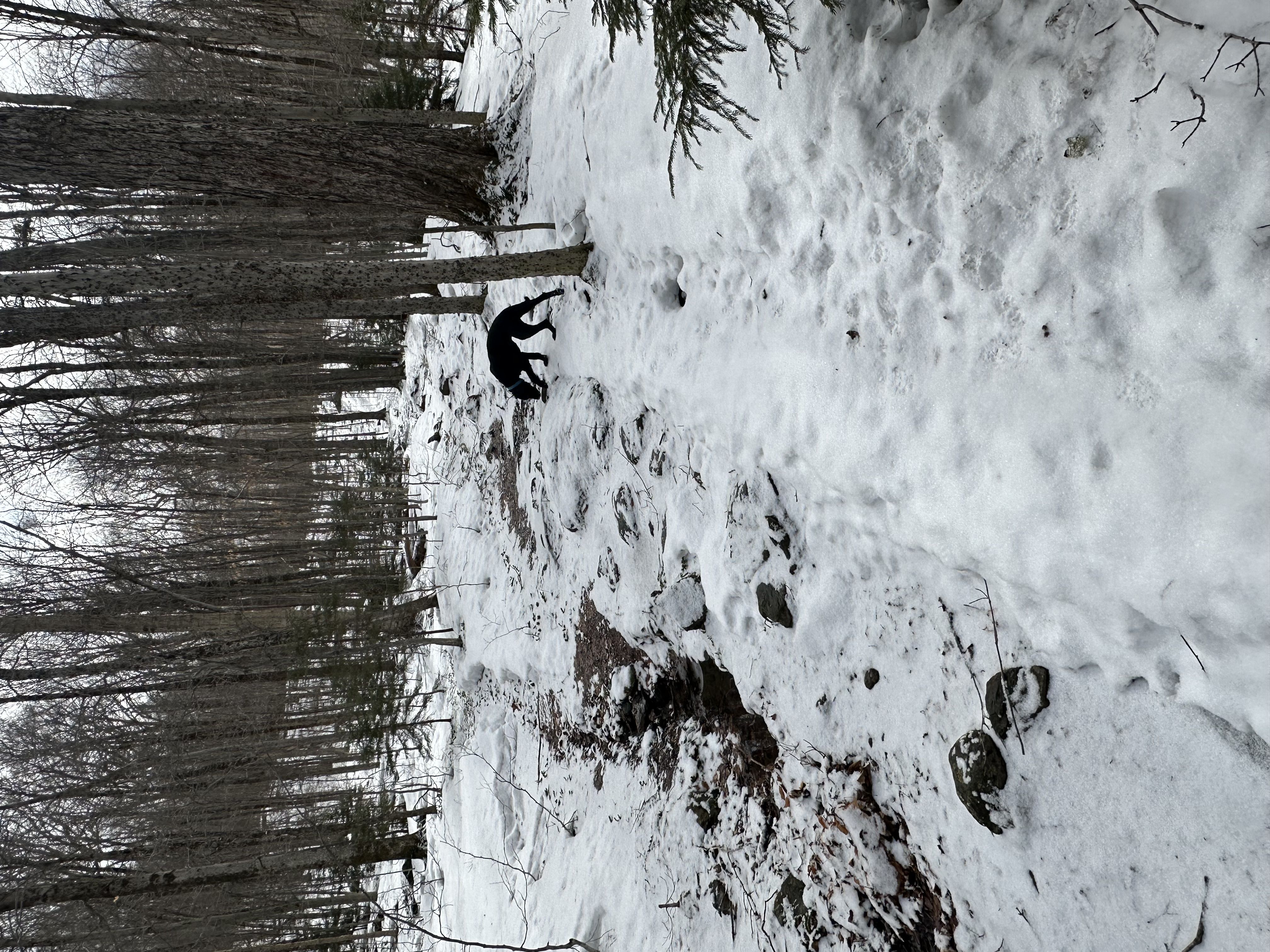 Raised ice trail with black dog sniffing around