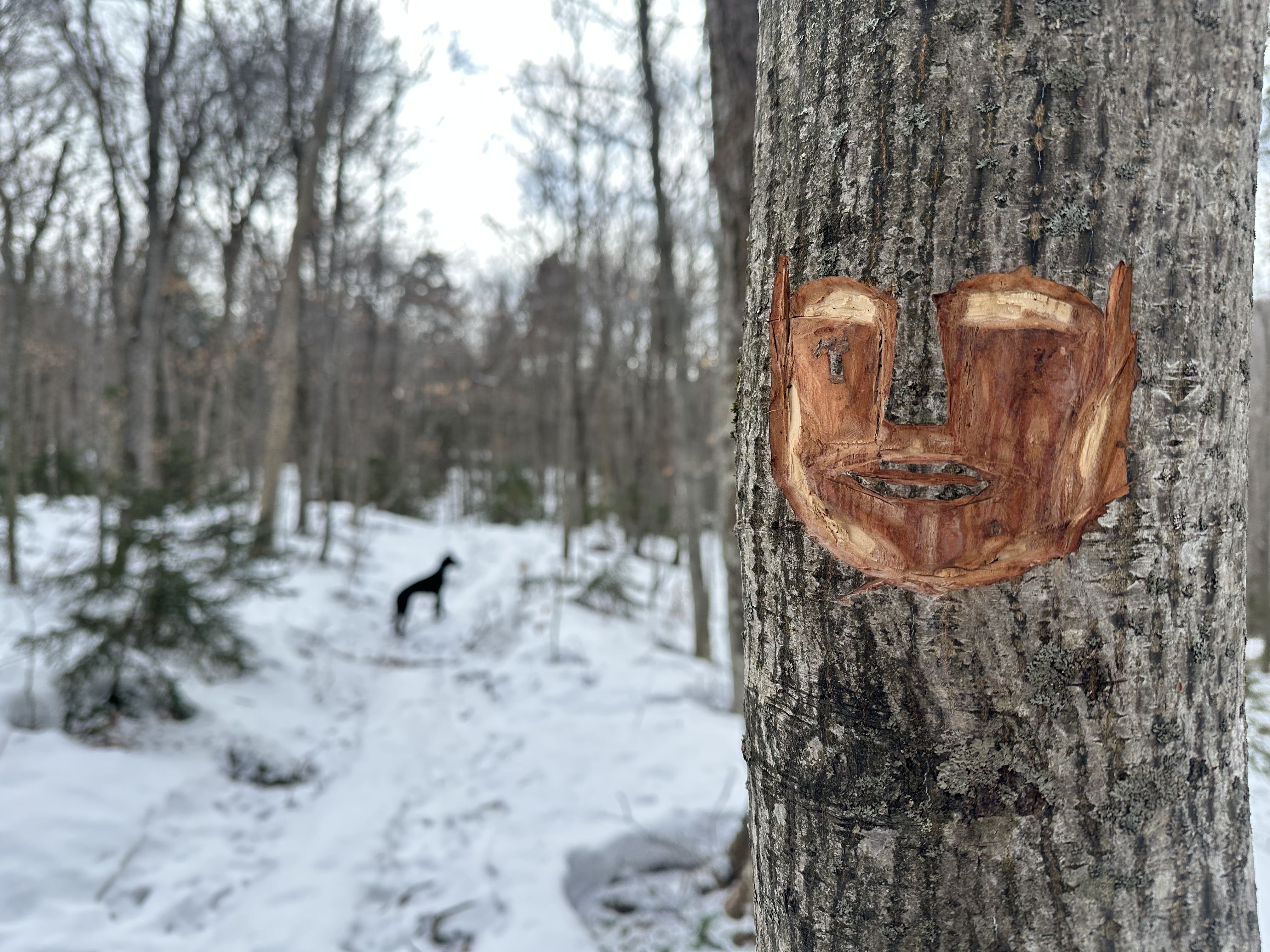 Newly carved troll face into a tree along the trail