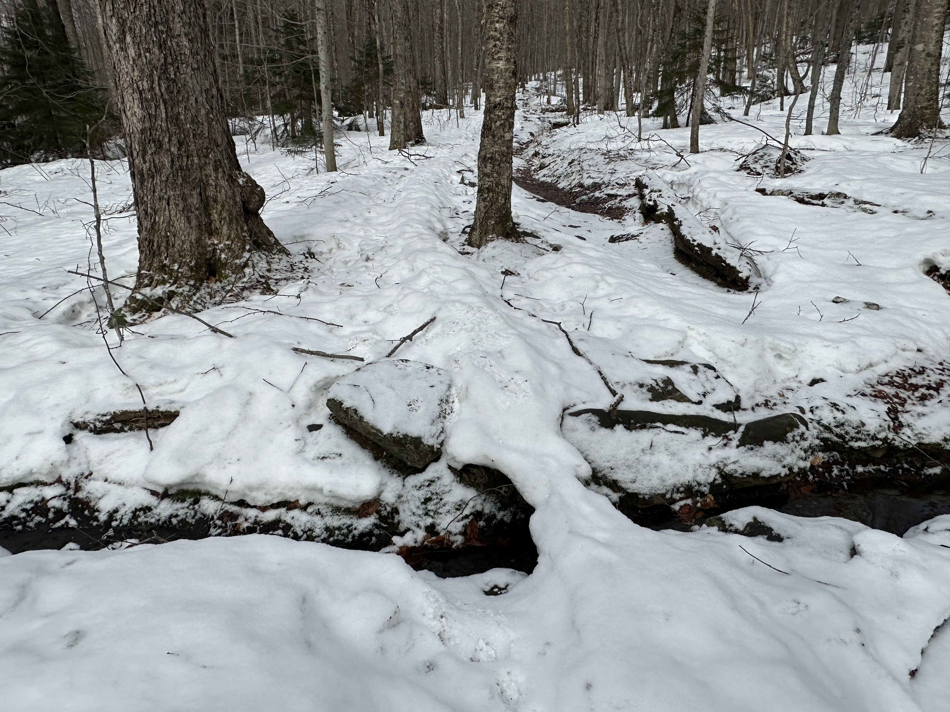 Raised trail showing where hikers walked.