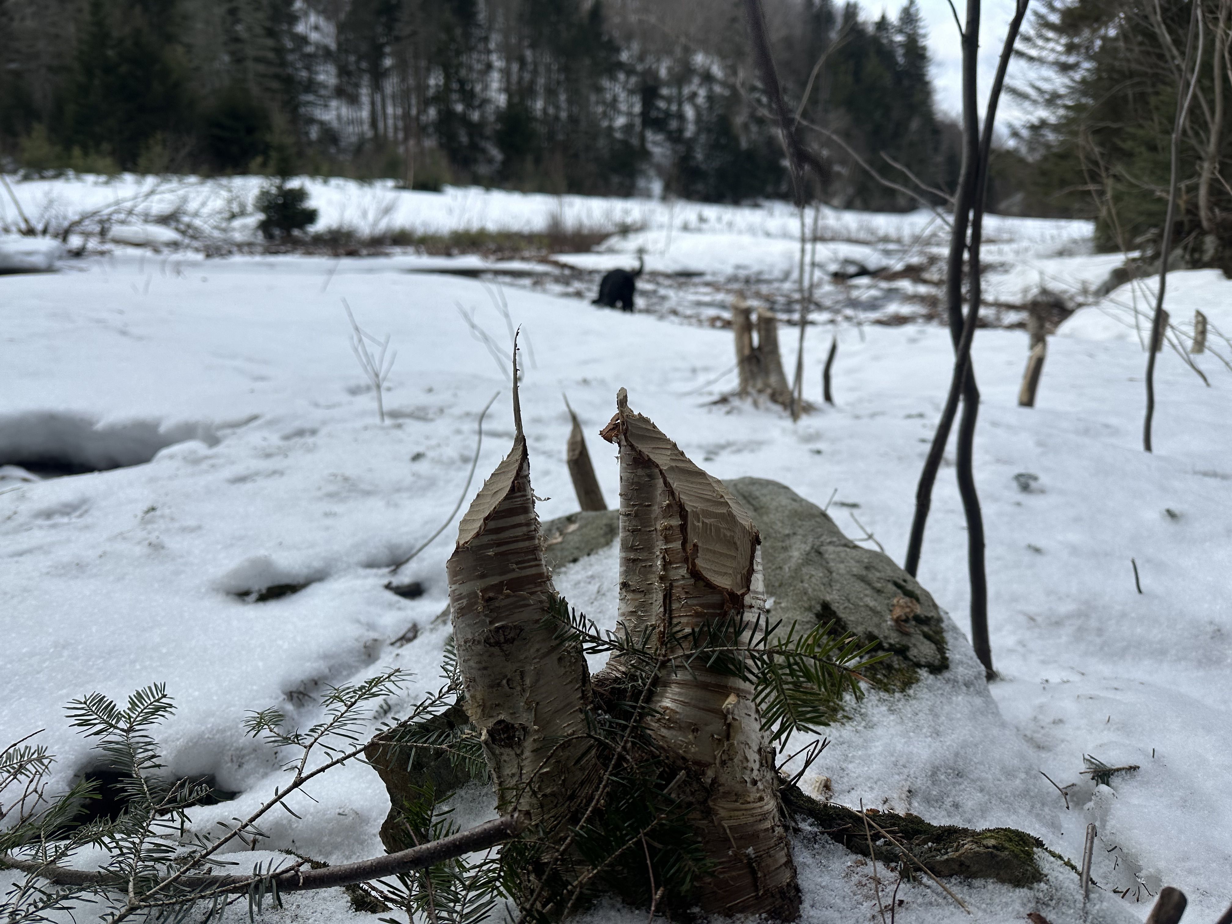 Close up photo of young tree stumps felled by beaver teeth