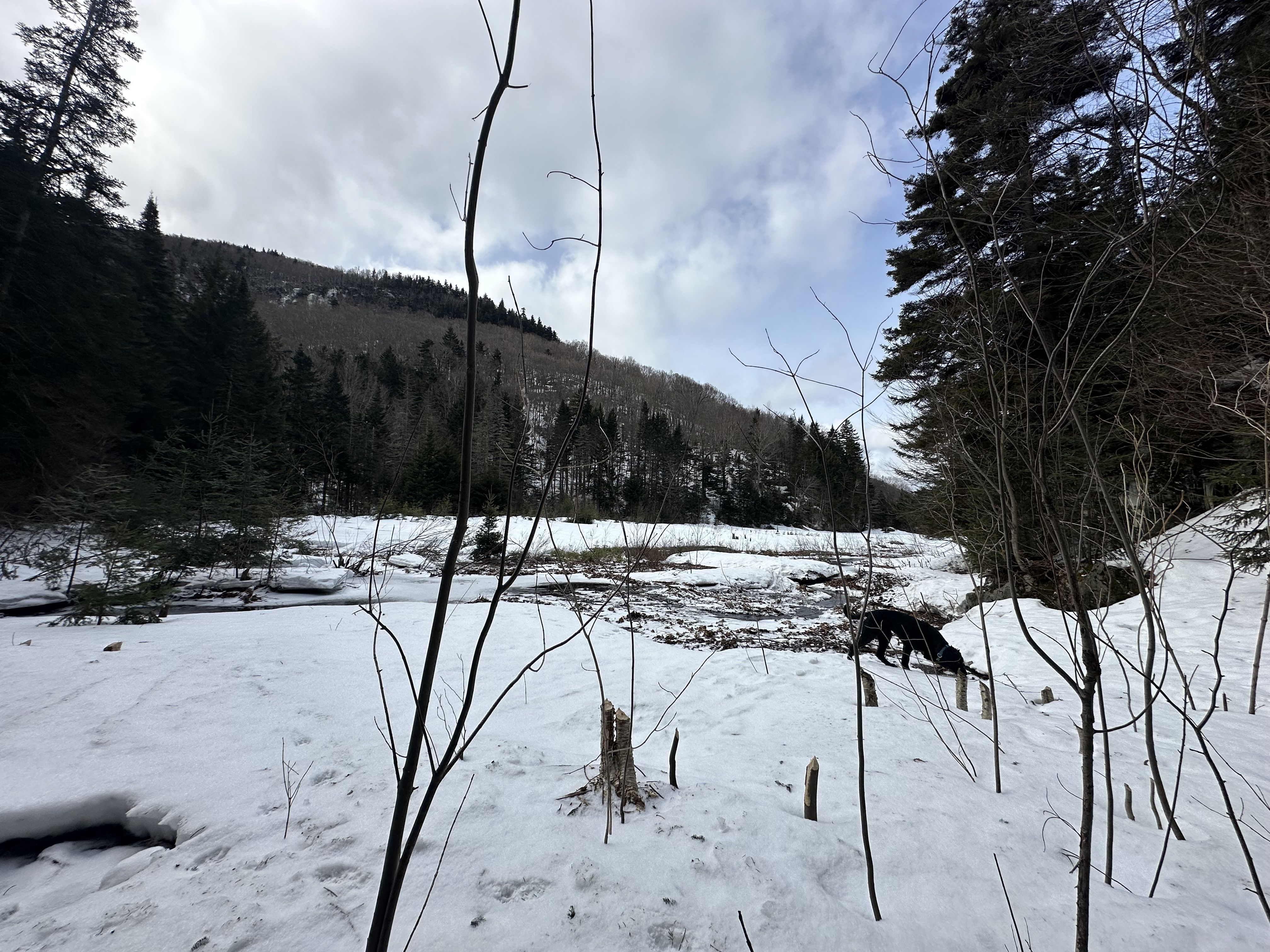 A wider angle shot of the beaver created pond in the forest