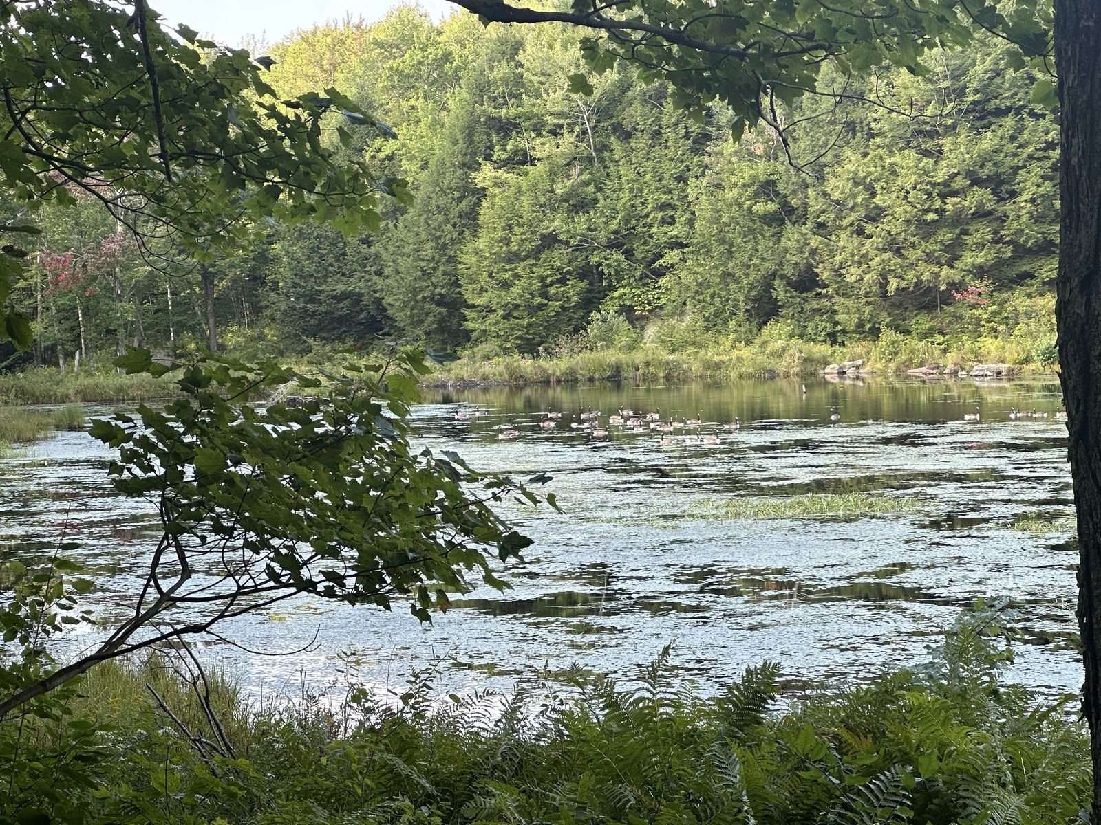 Preston Pond hiking photo